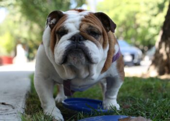 Whose idea was it to stuff the cheeks to make Vito Corleone “look like a bulldog” in The Godfather?