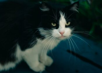 Who was the cartoon animator who was credited for reviving Felix’s the Cat popularity during the 1950s?