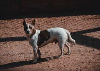 What was the name of the dog that the Russians launched into space in 1957?
