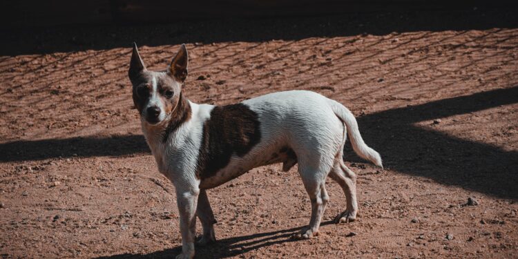 What was the name of the dog that the Russians launched into space in 1957?