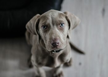 How many toy dogs are there in Tricky Dogs?