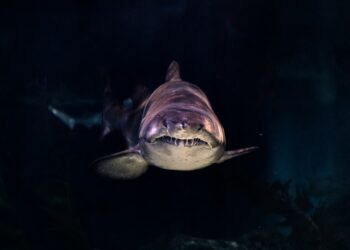 What was the Steven Spielberg movie that featured a giant man-eating shark?