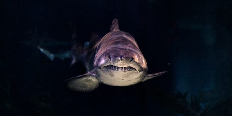 What was the Steven Spielberg movie that featured a giant man-eating shark?